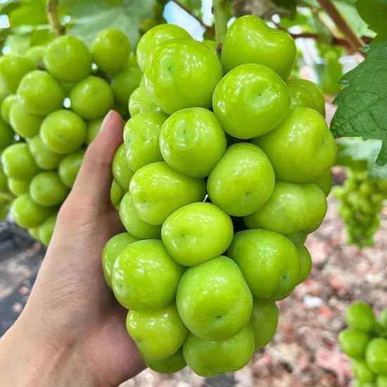 프리미엄 샤인머스켓 2kg 3-4수