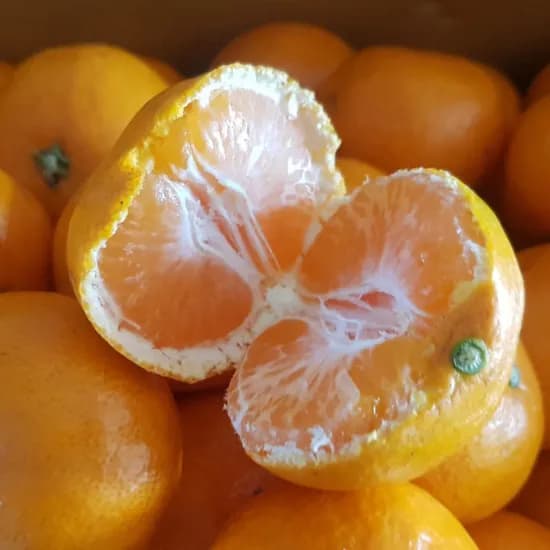 고당도 하우스감귤 4kg 로얄