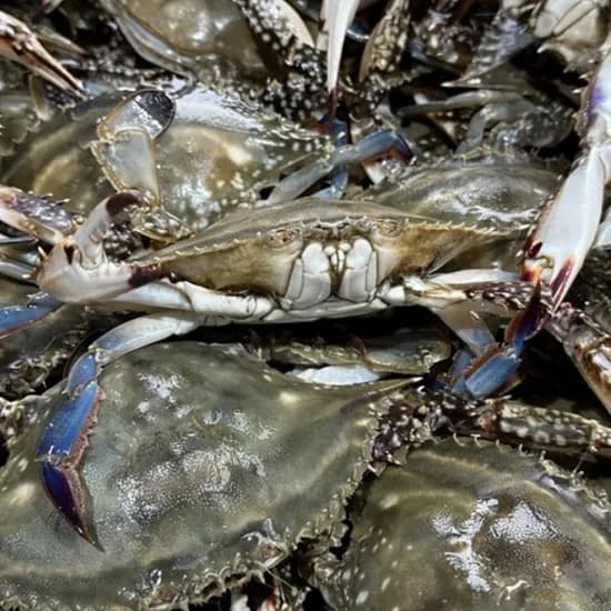 서해안 햇 생물꽃게 2kg