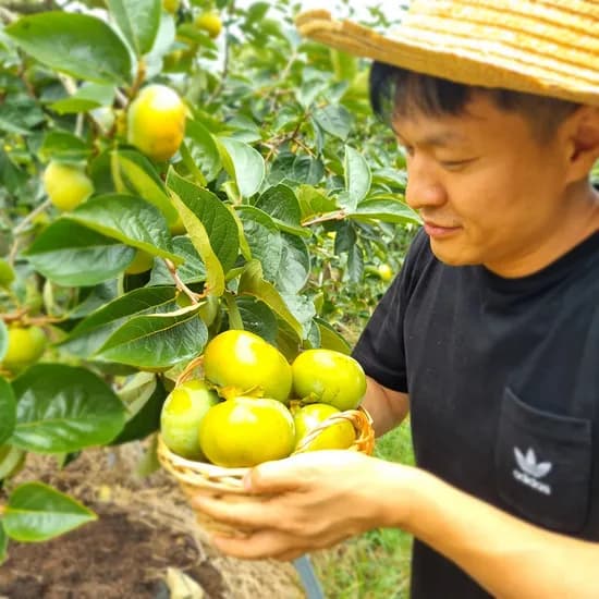 태추단감 부유단감 배단감 2kg 9-12과내외 중소과