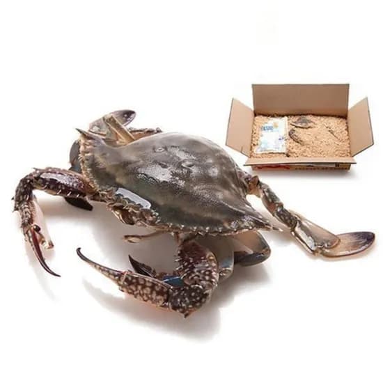 태안 자연산 활 꽃게 2kg 6-10미