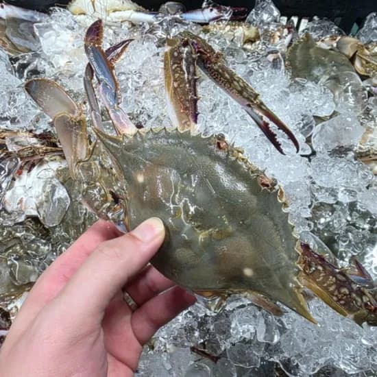 자연산 활 숫꽃게 1kg 2-5미