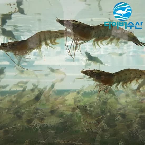 제철 국산 활새우 1kg 28미 내외