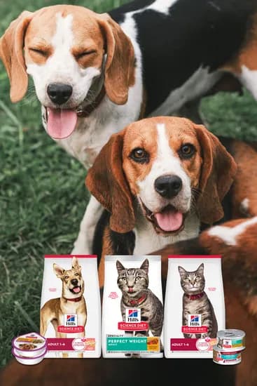 힐스 습식캔 고양이사료 79g 48캔