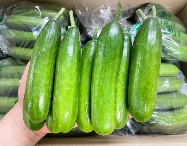 햇스낵오이 1kg