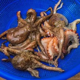 국내산 돌문어 1kg 2-4미