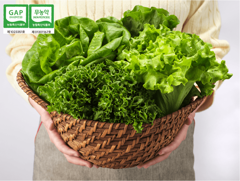 GAP인증 유러피안 샐러드 무농약 상추 혼합 1kg