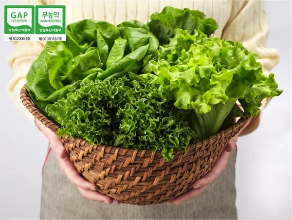 GAP인증 유러피안 샐러드 무농약 상추 혼합 1kg