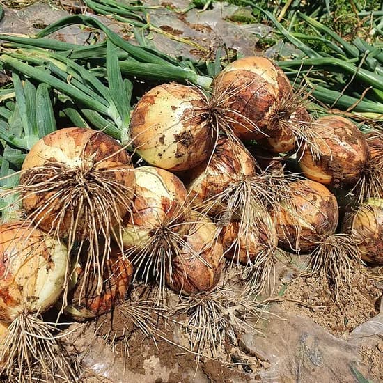 서산 햇양파 3kg 소
