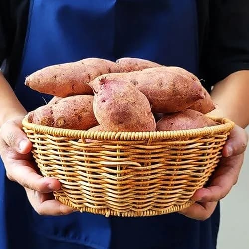 해남 무농약 세척 고구마 특상 5kg