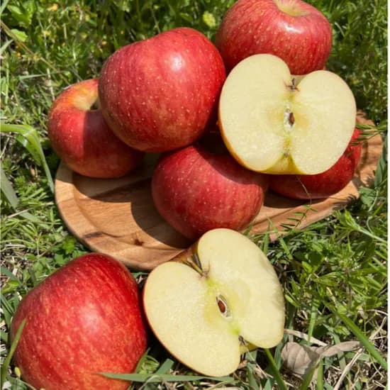 경북 청송 부사 꿀사과 2kg 9-11과