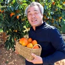 영암 대봉감 홍시 5kg 25과 중소과