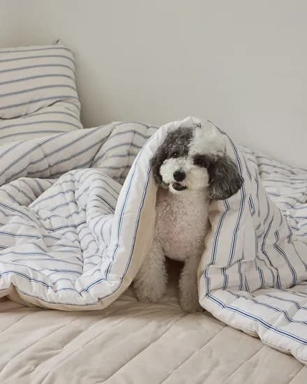 쉬즈홈 극세사 침구세트