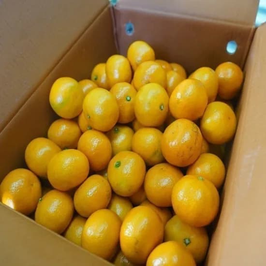 제주 타이벡감귤 10kg 중대과