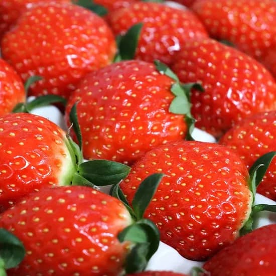 첫 수확 설향 딸기 특품 700g 1팩