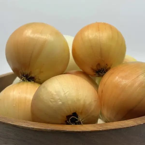 햇양파 5kg