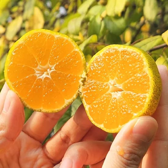 제주 노지 감귤 로얄과 2.5kg