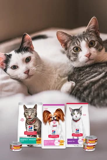 힐스 고양이사료 어덜트 퍼펙트 웨이트 6.8kg