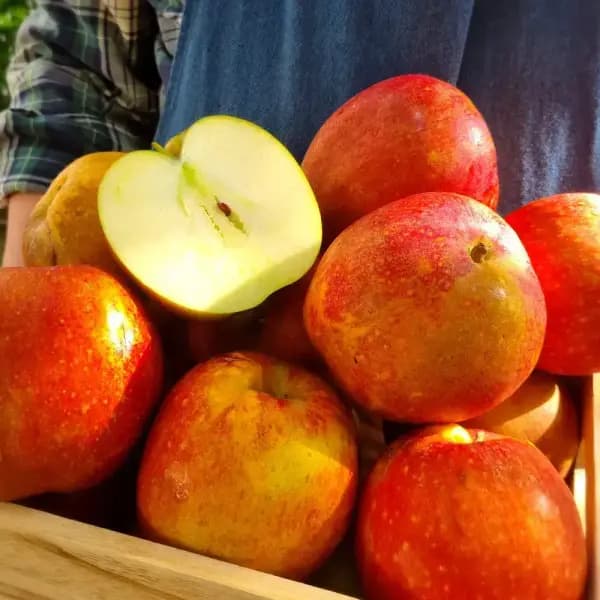 감홍사과 3kg 중소과 15~18과