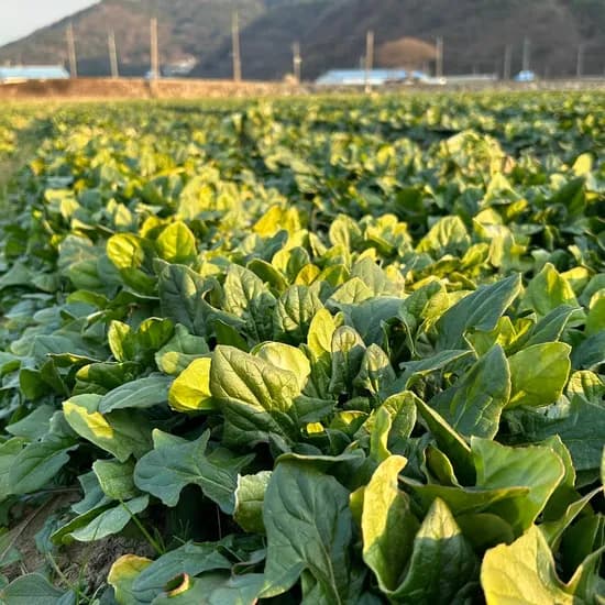 해풍 맞은 남해 시금치 보물초 남해초 1kg