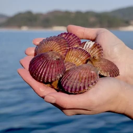 통영 홍가리비 3kg 15-20미 초장