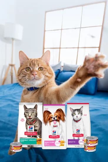 힐스 고양이사료 유리너리 헤어볼 1.6kg