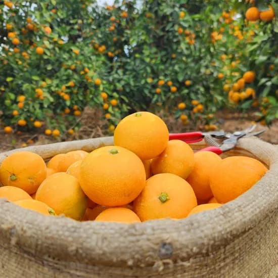 본몰 제주 노지 감귤 5kg 대과