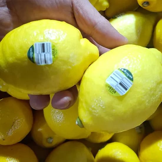 칠레산 레몬 대과 1kg