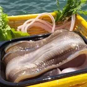자연산 국내산 통영 바다장어 1kg 2-3미 (손질 600g)