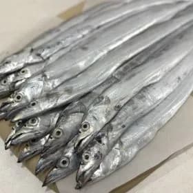 제주 생물갈치 2.5지-3.5지 내외 20마리