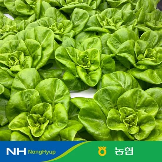 농협 선별 유러피언 샐러드 채소 1kg