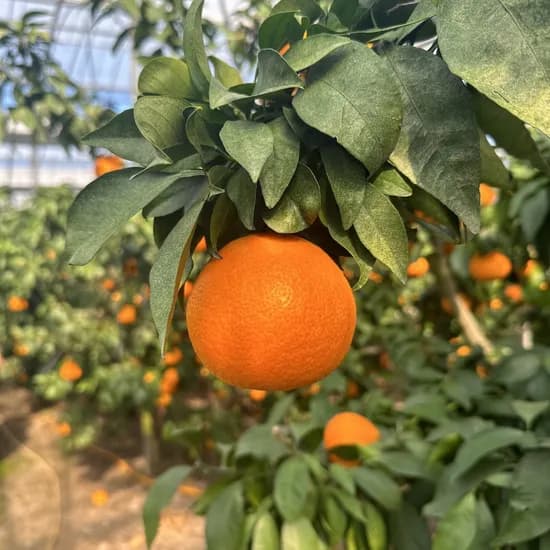 봄이네 제주 황금향 3kg 꼬마과