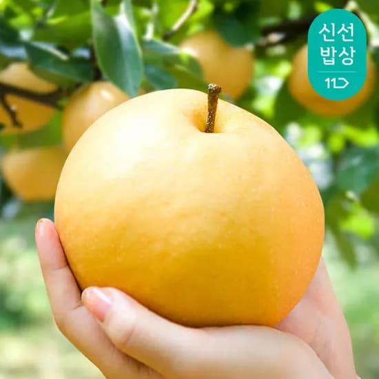 나주 창조배 5kg (11-13과)