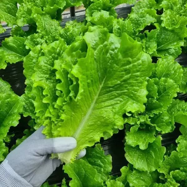 국내산 로메인청상추 1kg