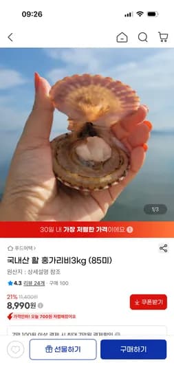 국내산 활 홍가리비 3kg 85미