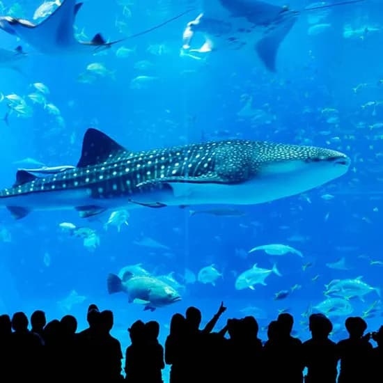 오키나와 자유여행 3일/4일