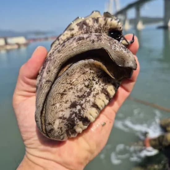 완도산 활전복 대/특대 1kg 8~9미