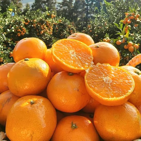 제주 햇 조생 노지감귤 대과 5kg