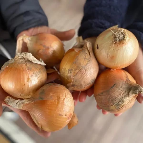 익산 여산마을 햇양파 5kg 특상중혼합