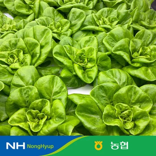 농협 유러피안 샐러드 3-4종 1kg