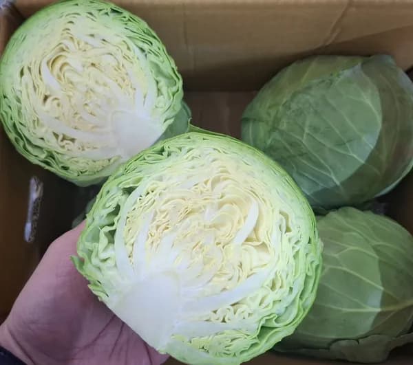 미니 양배추 3kg 5~6수