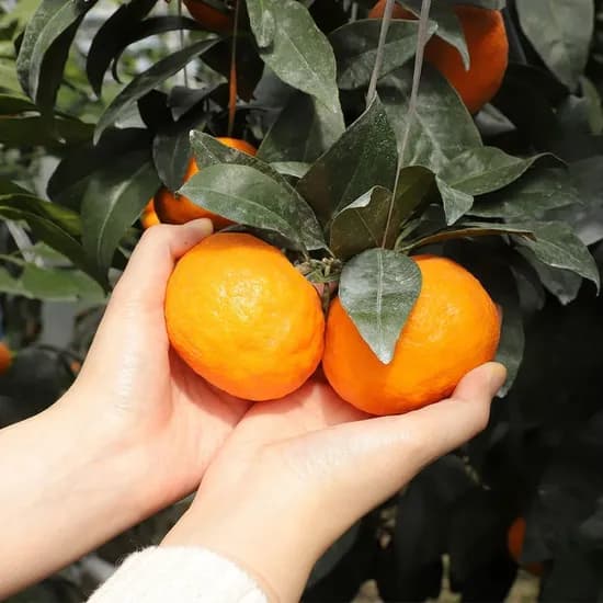 제주 노지 타이벡 감귤 로얄과 2.5kg