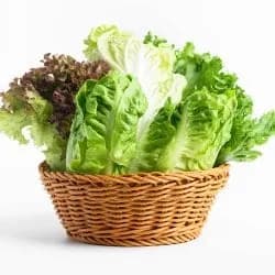 고흥 유러피언 샐러드 쌈채소 1kg