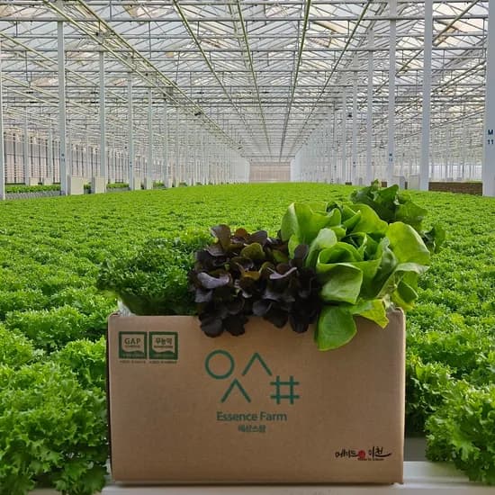 에상스팜 유러피안 샐러드야채 모듬쌈 1kg