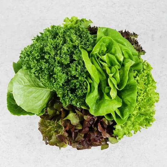 고흥 유러피언 샐러드 쌈채소 1kg