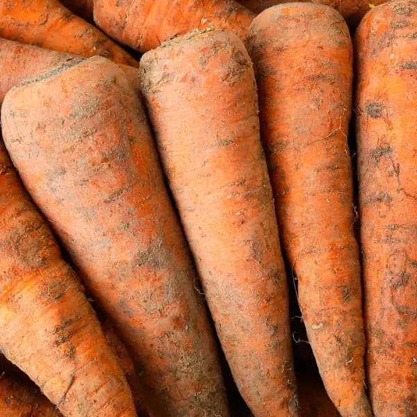 제주 햇 흙당근 5kg 중