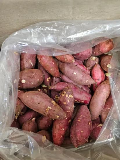 한입고구마