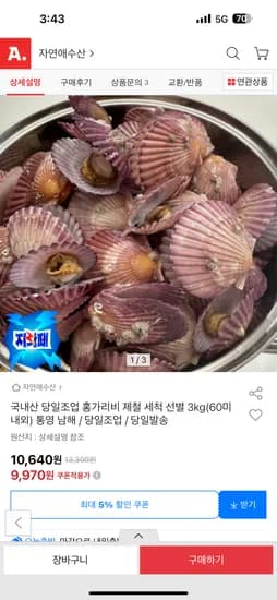 홍가리비 3kg 60미 내외