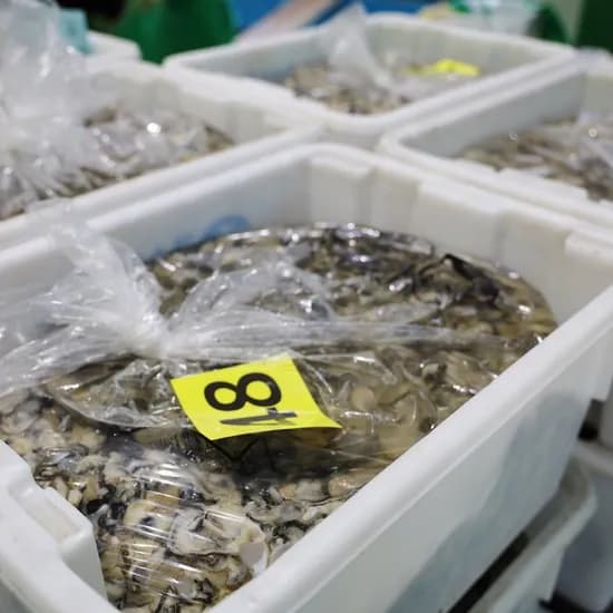 통영생굴 1kg