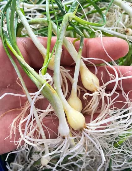 손질 세척 달래